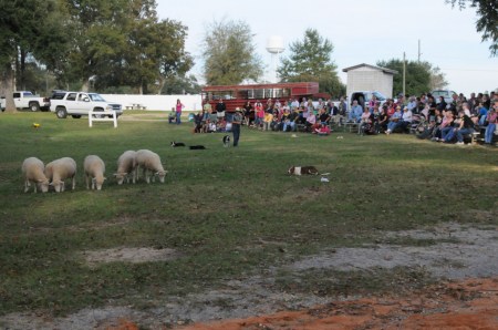 The sheep are impressed