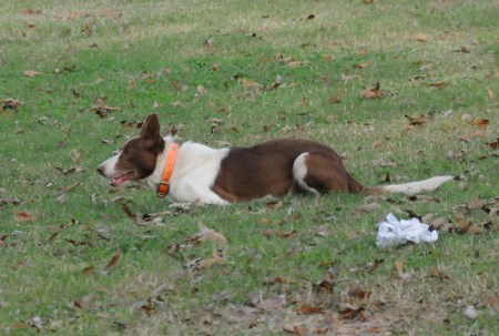 Listening for his whistle command