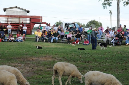 The other dogs are criticizing Slim's technique